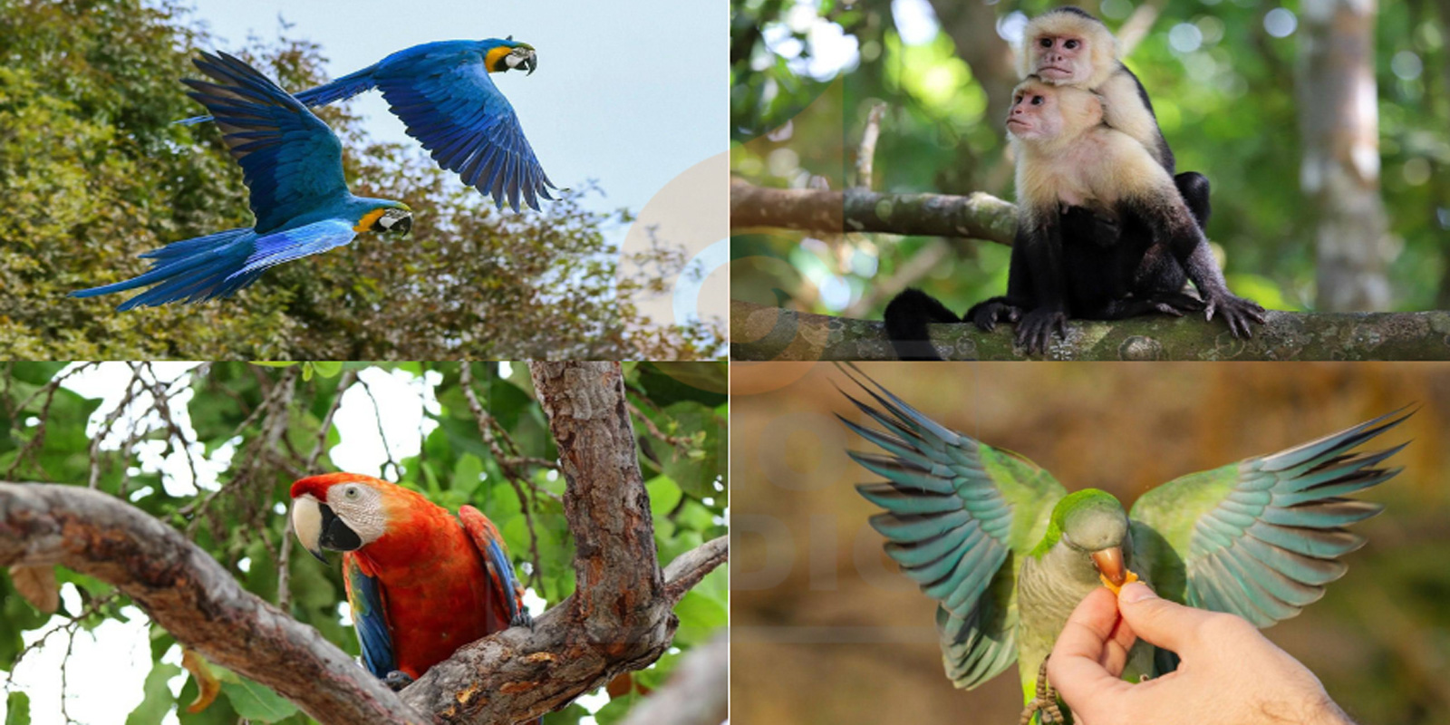 Inicia campaña formativa en protección de la fauna silvestre en Venezuela