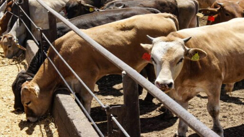 Fedenaga impulsa inventario ganadero nacional #8Ene