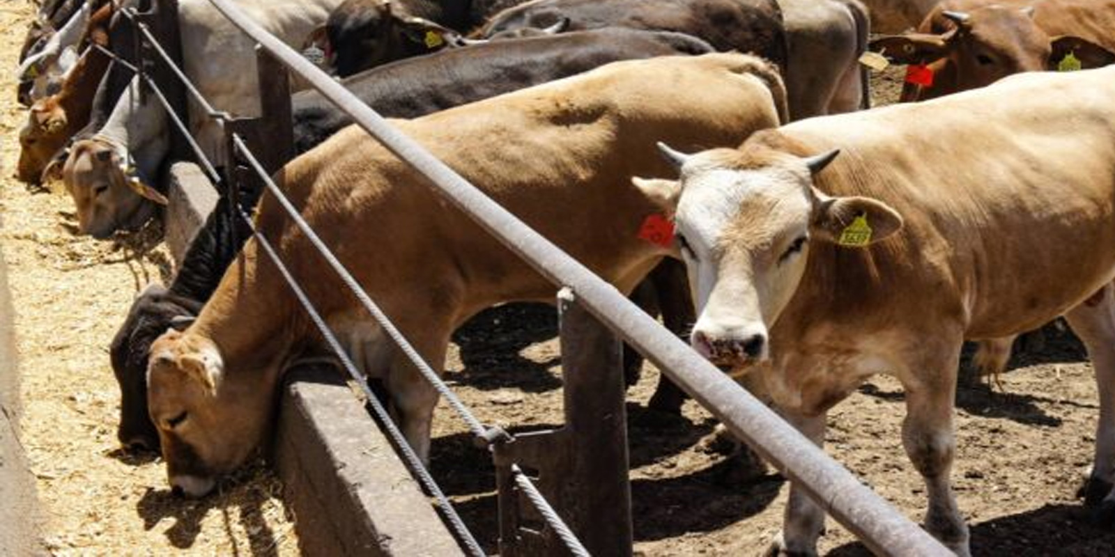 Fedenaga impulsa inventario ganadero nacional #8Ene