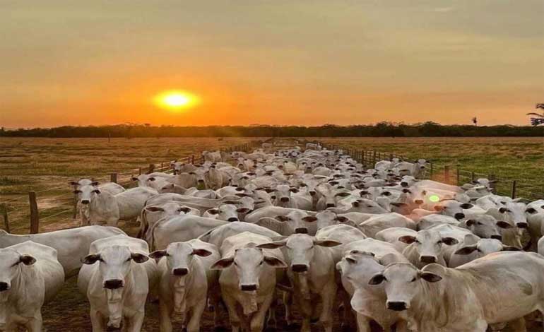 Fedenaga llama a lanzar plan ganadero que incluya a sector privado y público