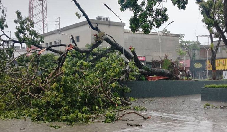 Lluvias con ráfagas de viento en Maturín provocaron caída de árboles y anegaciones en diversas vías