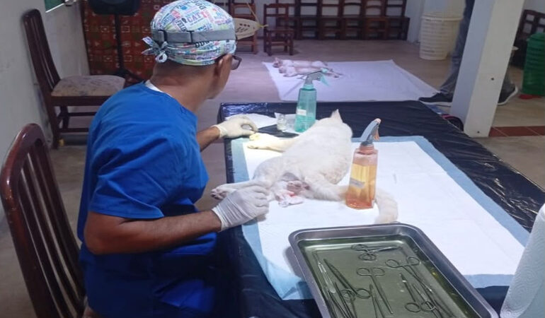 Con exitosa Jornada de Esterilización Felina en Lomas del Viento Maturín celebra el Día Mundial de los Animales
