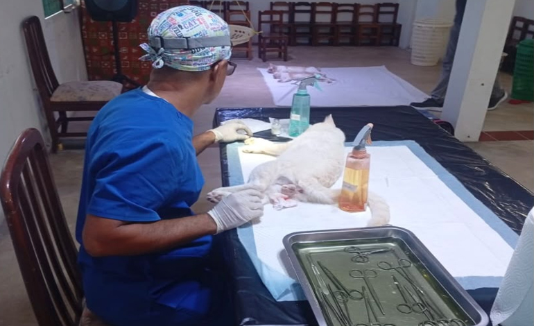 Con exitosa Jornada de Esterilización Felina en Lomas del Viento Maturín celebra el Día Mundial de los Animales